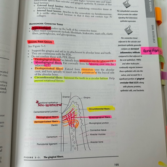 INBDE STUDY MATERIALS -Everything needed to pass: Dental Decks, Mosby ll, Dentin - Picture 15 of 15